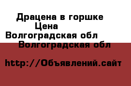 Драцена в горшке › Цена ­ 2 000 - Волгоградская обл.  »    . Волгоградская обл.